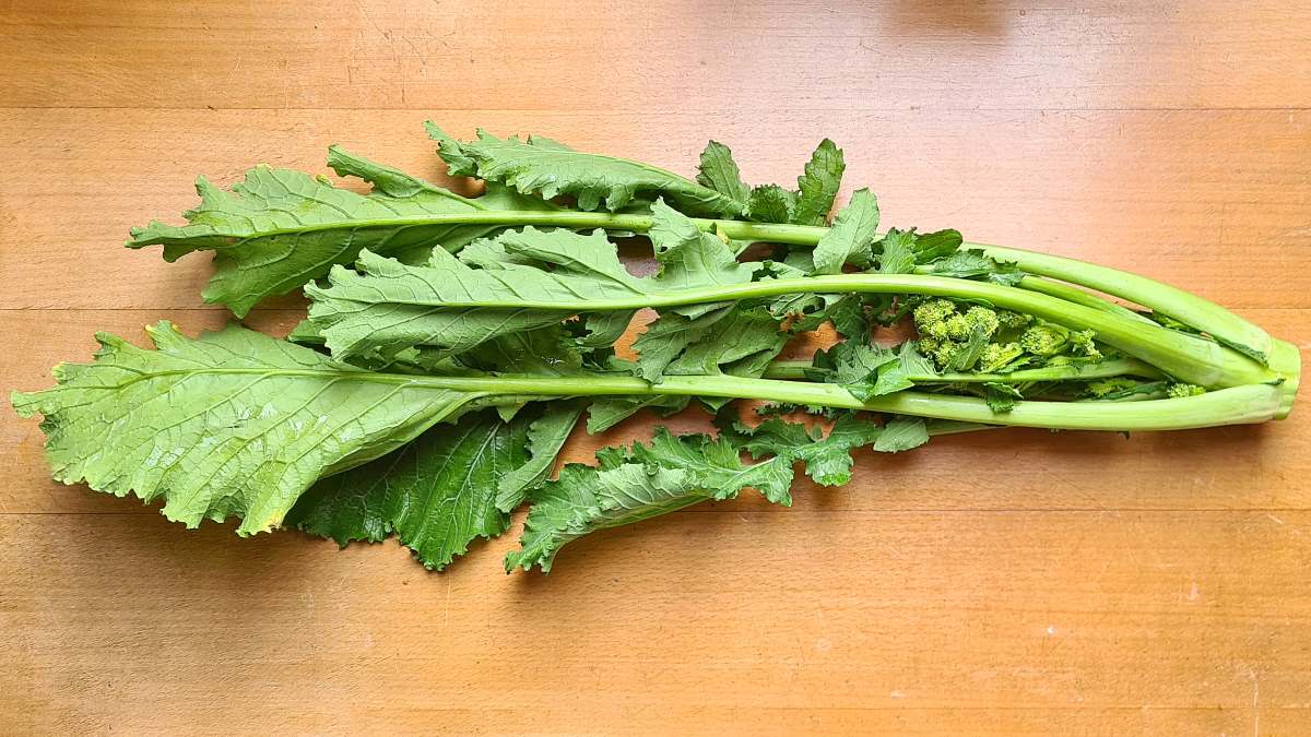 Cavatelli con Cime di Rapa, hier ist der Stängelkohl abgebildet.