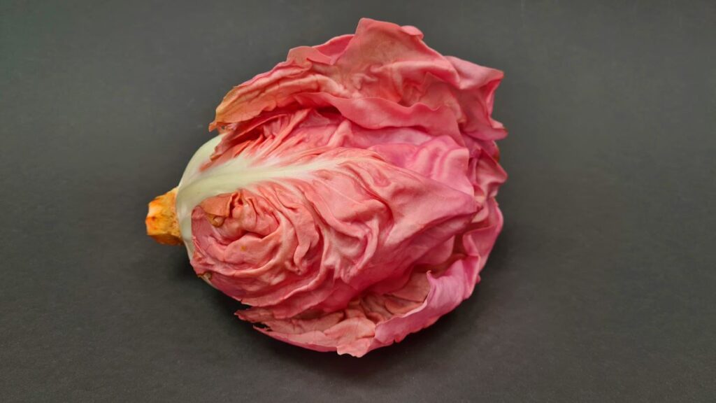 Ein Kopf der Radicchiovariante Rosa del Veneto