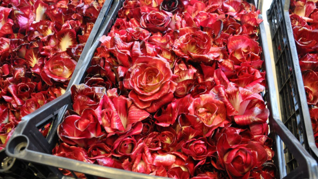Rosa di Gorizia auf dem Markt in Kisten schön geschlichtet