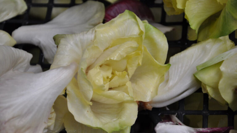 Canarino, die Rosa di Gorizia in gelb
