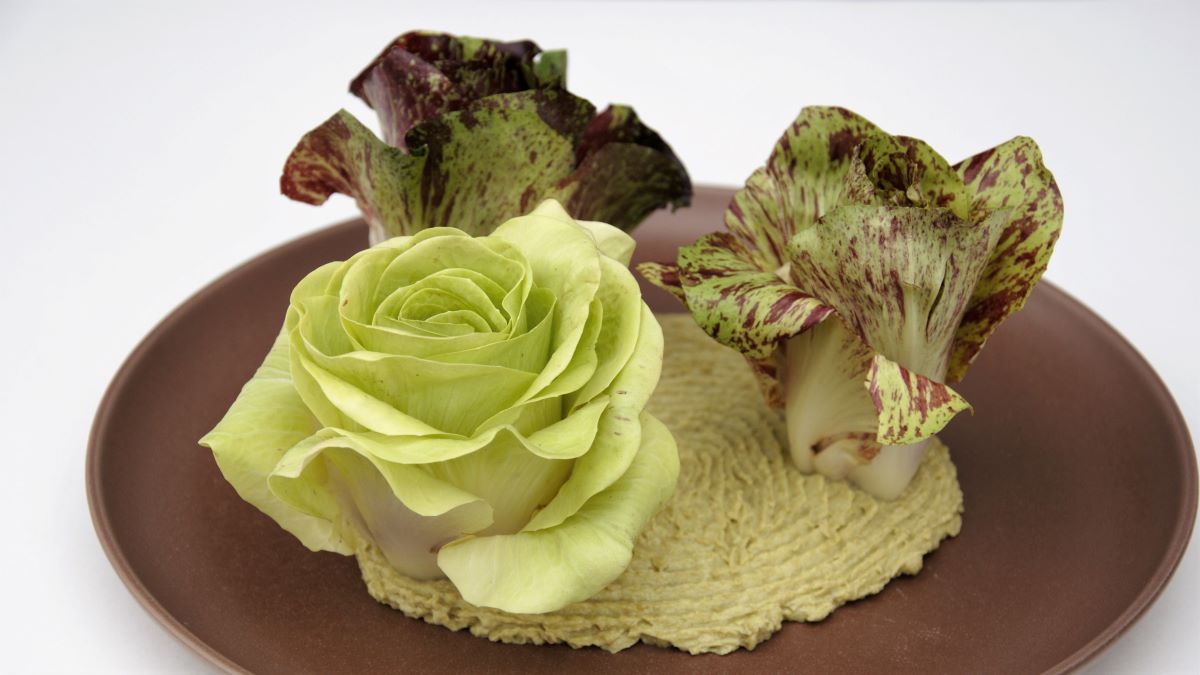 Auf einem braunen Teller sind drei Rosen von Canarino auf einem Erbsenpüree angerichtet.