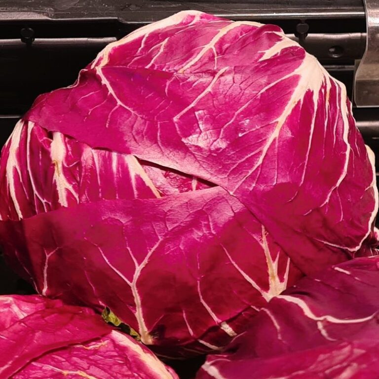 Ein klassischer Kopf des runden roten Radicchio