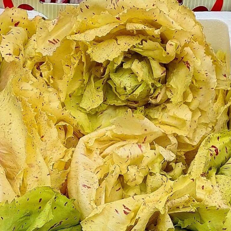 Ein Kopf der Radicchiosorte Variegato del Castelfranco, man sieht die Punkte, die forellenartig dunkelrot gesprenkelten gelbgrünen Blätter
