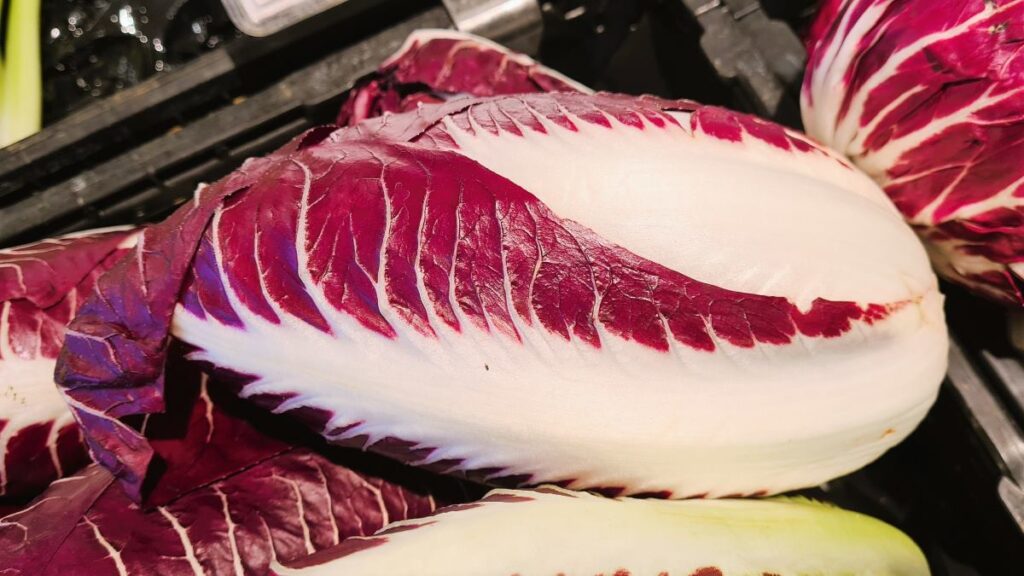 Ein Exemplar des länglich-ovalen Radicchio Spadone