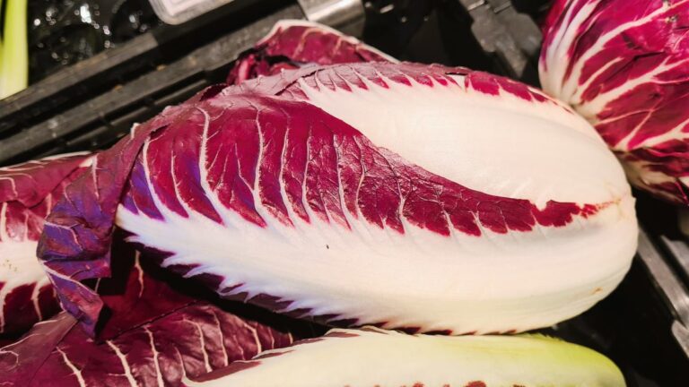 Ein Exemplar des länglich-ovalen Radicchio Spadone