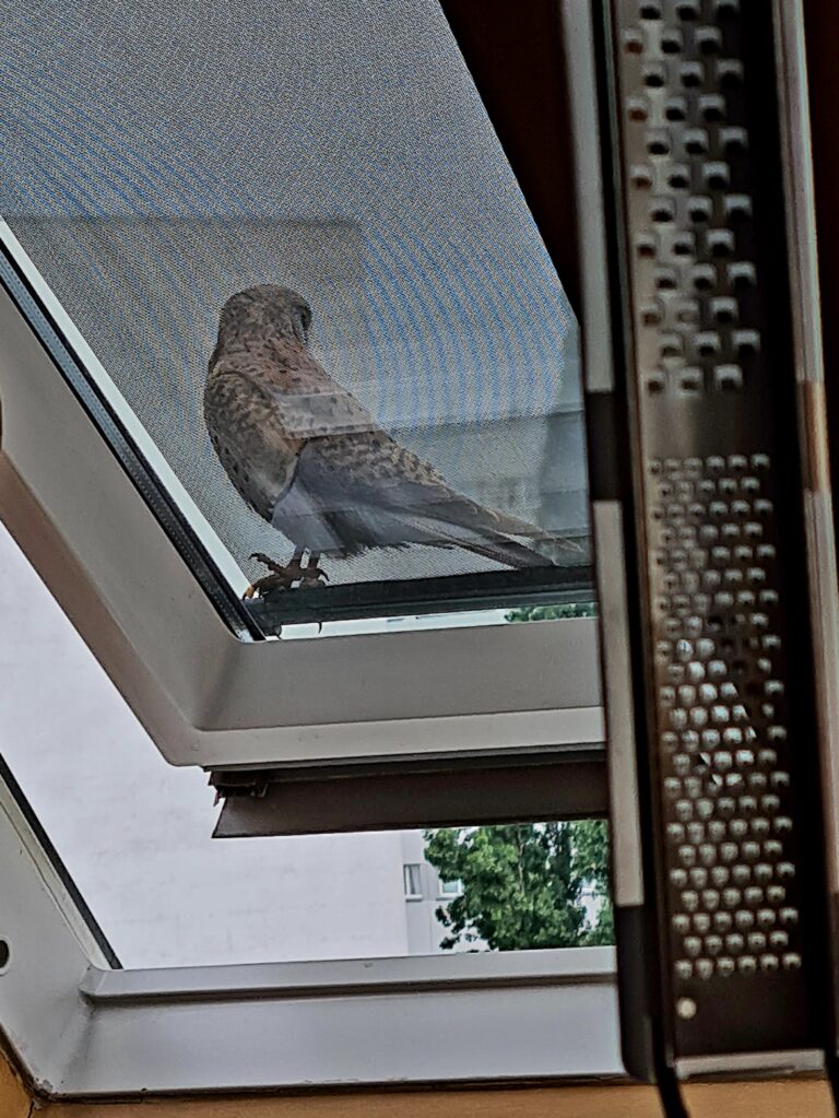 Ein Turmfalke sitzt vor dem Küchenfenster, vor dem Salate für das Shooting angerichtet werden.