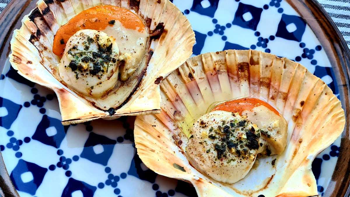 Zwei einfach gratinierte Jakobsmuscheln, man sieht in die beiden Muscheln mit ihrem Rogen in der Schale, darauf KRäuter und Olivenöl
