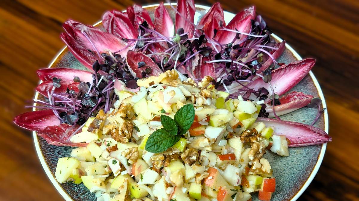 Roter Chicorée mit Äpfeln und Nüssen. Auf dem Teller sieht man im oberen Halbkreis rote Chicorée-Blätter mit Sprossen, auf der anderen Tellerhälfte ist der Salast mit Äpfeln, Nüssen und Zwiebeln angerichtet, darauf ein Zweiglein Minze
