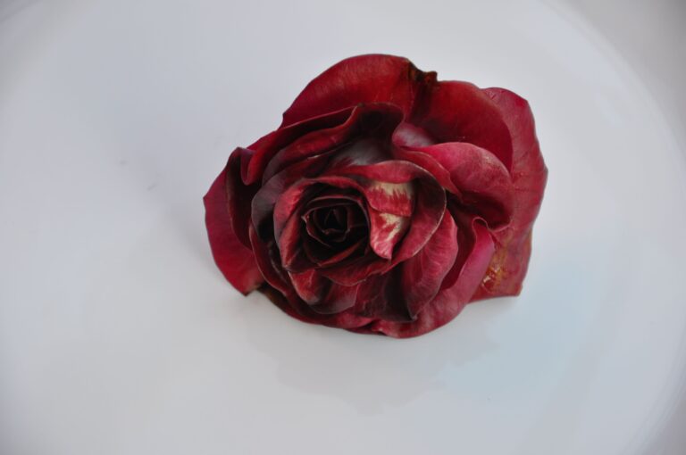 Eine einzelne tiefrote Rosa di Gorizia auf einem weißen Teller