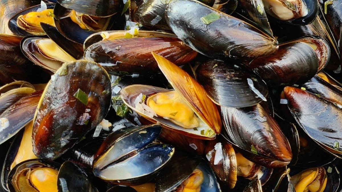 Moules frites: Marinierte Miesmuscheln in Großaufnahme